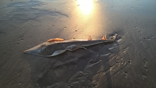 Brazilian guitarfish (Pseudobatos horkelii) — Rhinobatidae — 3