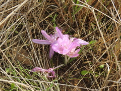 Colchicum feinbruniae