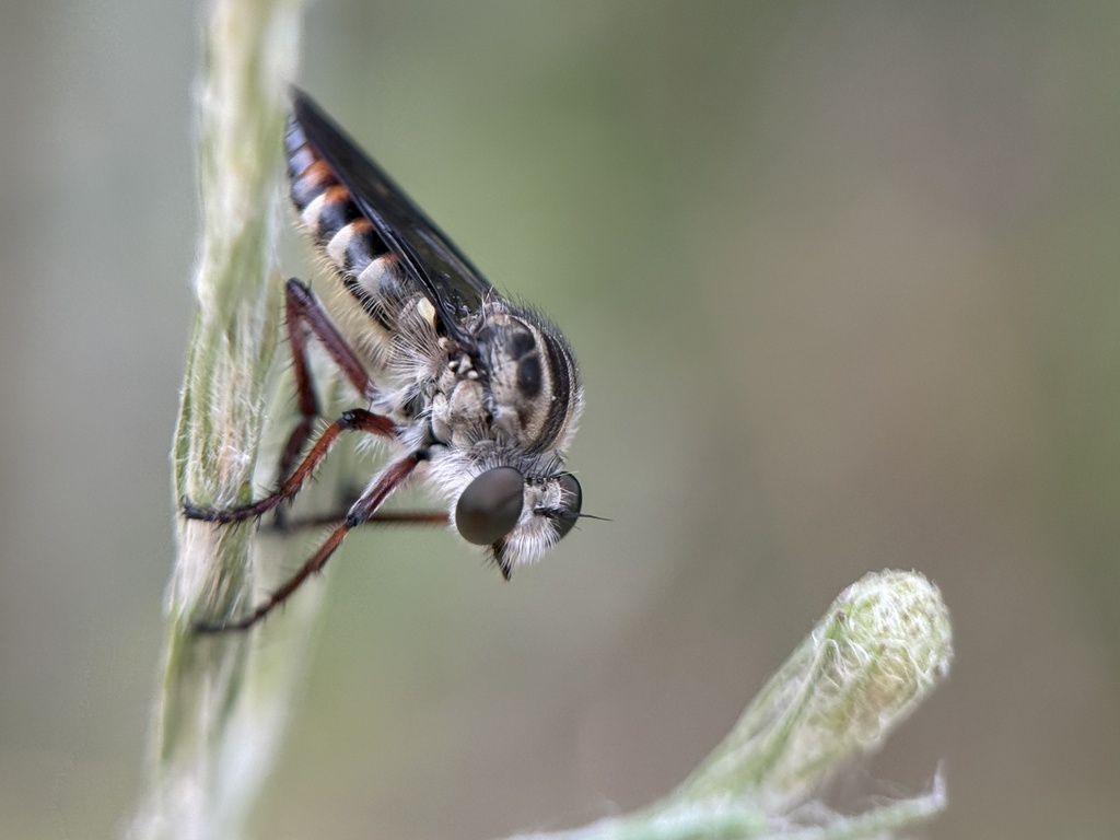 Red-banded Twigsitter