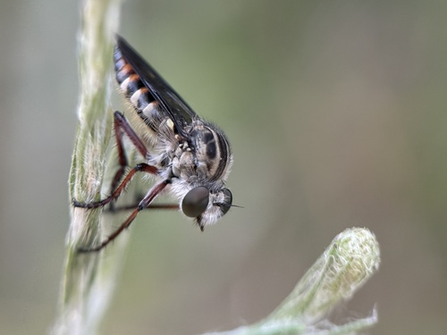 Red-banded Twigsitter