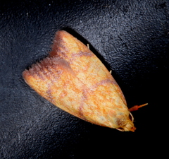 Pycnozancla acribes