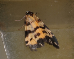 Thallarcha jocularis