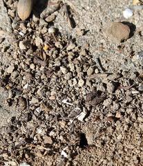 Tetramorium sericeiventre