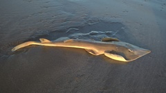 Pseudobatos horkelii