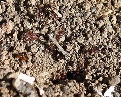 Tetramorium sericeiventre