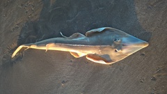 Pseudobatos horkelii