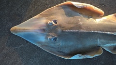 Pseudobatos horkelii