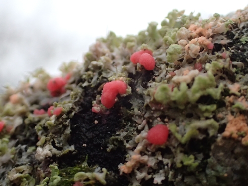 Illosporiopsis christiansenii nuotrauka