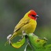 Red-headed Tanager - Photo (c) Karl Hawkman Drakulfeith, some rights reserved (CC BY-NC), uploaded by Karl Hawkman Drakulfeith