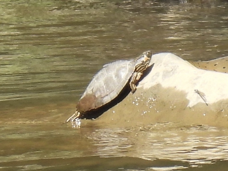 Alabama Map Turtle