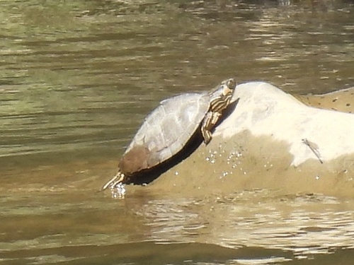 Alabama Map Turtle