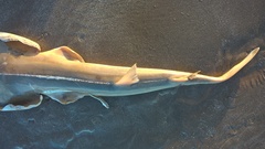 Pseudobatos horkelii