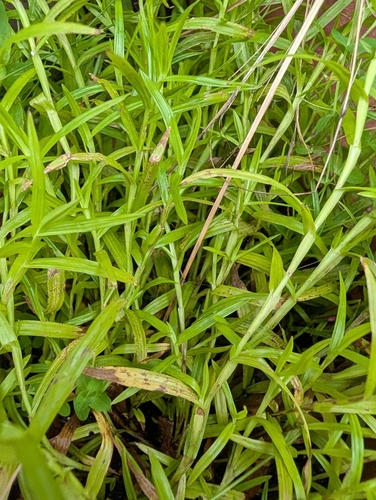 Diplacrum caricinum iNat (2)