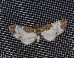 Eupithecia breviculata