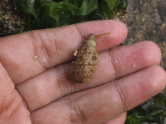 Rhinoclavis sinensis