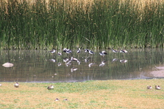 Himantopus mexicanus