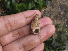 Rhinoclavis sinensis