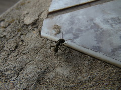 Camponotus