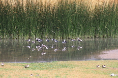 Himantopus mexicanus