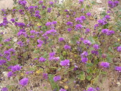Phacelia calthifolia