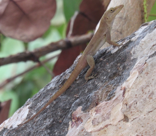 Saint Croix Anole, Anolis acutus