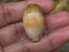 Lyncina lynx