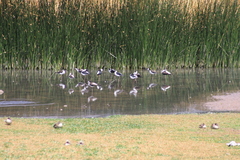 Himantopus mexicanus