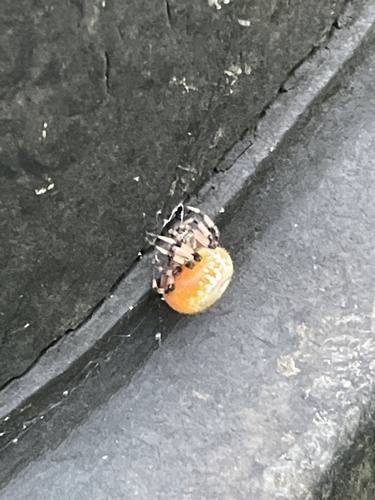 Shamrock Orbweaver