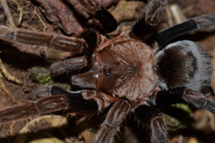 Crassicrus tochtli