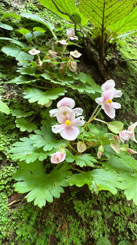 Begonia hymenophylla