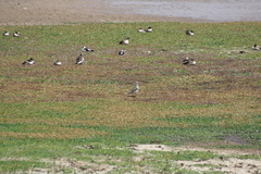 Vanellus resplendens