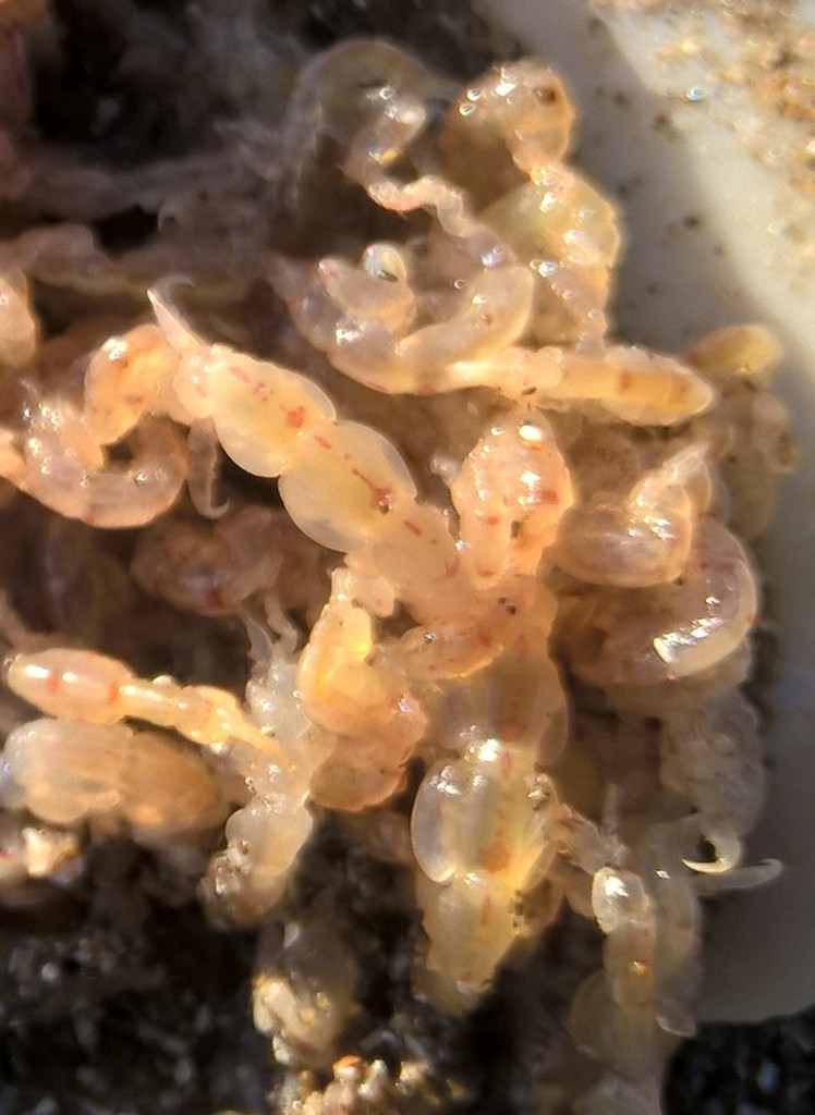 Caprella dilatata
