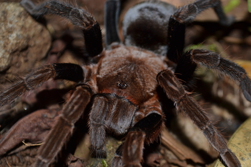 Los Tuxtlas Tarantula