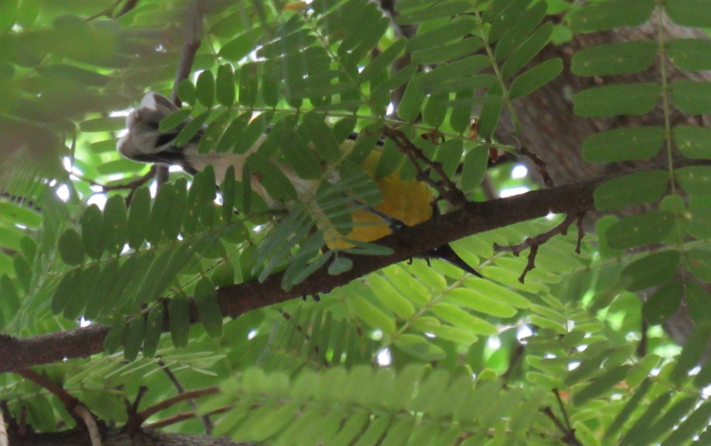Bananaquit (St Croix)
