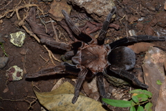 Crassicrus tochtli