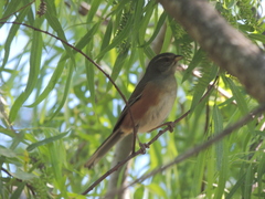 Microspingus cabanisi