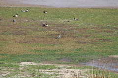 Vanellus resplendens