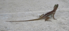 Anolis acutus