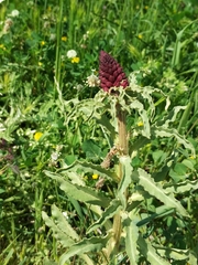 Lysimachia atropurpurea