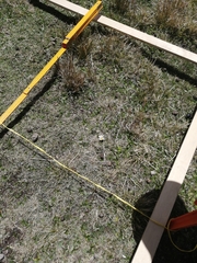 Hypochaeris taraxacoides