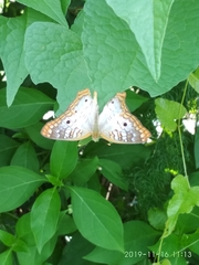 Anartia jatrophae