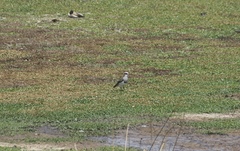 Vanellus resplendens