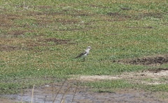 Vanellus resplendens