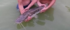 Pseudoplatystoma fasciatum