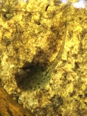 Aplastodiscus sibilatus