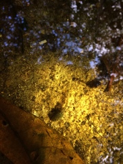 Aplastodiscus sibilatus