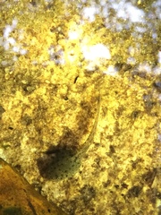 Aplastodiscus sibilatus