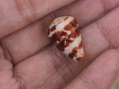 Conus chaldaeus