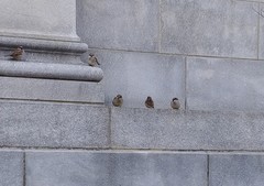 Passer domesticus