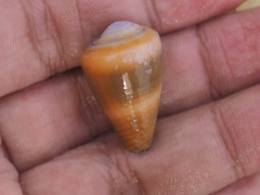 Conus frigidus